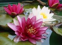 Logo naturplan LANDSCHAFTSARCHITEKTUR